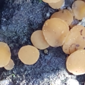 Phaeohelotium (Discinella terrestris aggregate) at Holt, ACT - 6 Sep 2021