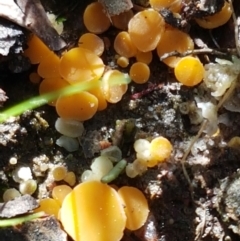 Phaeohelotium (Discinella terrestris aggregate) at Holt, ACT - 6 Sep 2021