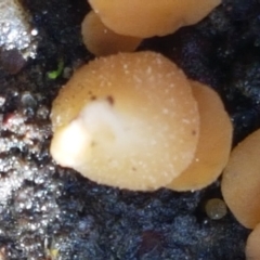 Phaeohelotium (Discinella terrestris aggregate) at Holt, ACT - 6 Sep 2021 10:59 AM