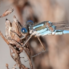 Austrolestes leda (Wandering Ringtail) at Callum Brae - 5 Sep 2021 by rawshorty