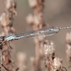 Austrolestes leda at Jerrabomberra, ACT - 6 Sep 2021