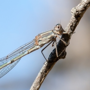 Austrolestes leda at Jerrabomberra, ACT - 6 Sep 2021