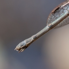 Austrolestes leda at Jerrabomberra, ACT - 6 Sep 2021