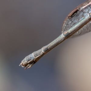 Austrolestes leda at Jerrabomberra, ACT - 6 Sep 2021