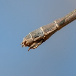 Austrolestes leda at Jerrabomberra, ACT - 6 Sep 2021