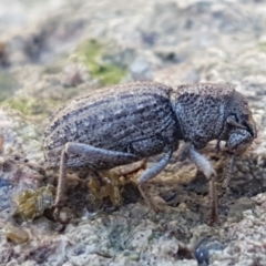 Cubicorhynchus sp. (genus) (Ground weevil) at The Pinnacle - 6 Sep 2021 by trevorpreston