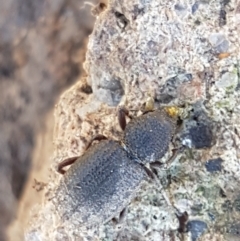 Cubicorhynchus sp. (genus) at Holt, ACT - 6 Sep 2021 11:02 AM