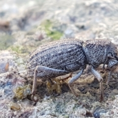 Cubicorhynchus sp. (genus) at Holt, ACT - 6 Sep 2021