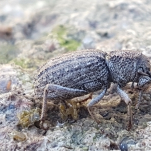 Cubicorhynchus sp. (genus) at Holt, ACT - 6 Sep 2021