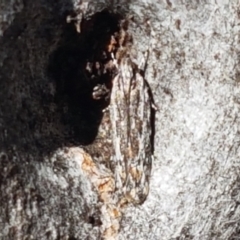 Ardozyga amblopis (A Gelechiod moth (Gelechiidae)) at Holt, ACT - 6 Sep 2021 by trevorpreston