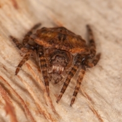 Dolophones sp. (genus) (Wrap-around spider) at Symonston, ACT - 6 Sep 2021 by rawshorty