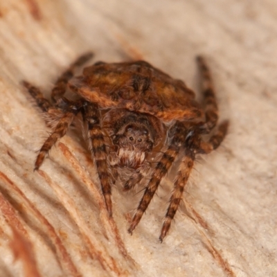 Dolophones sp. (genus) (Wrap-around spider) at Symonston, ACT - 5 Sep 2021 by rawshorty
