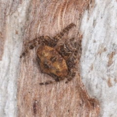Dolophones sp. (genus) at Symonston, ACT - 6 Sep 2021