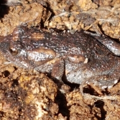 Uperoleia laevigata (Smooth Toadlet) at Holt, ACT - 6 Sep 2021 by tpreston