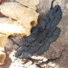 Melanodes anthracitaria (Black Geometrid) at The Pinnacle - 6 Sep 2021 by tpreston