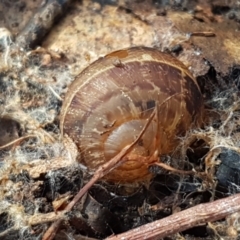 Cornu aspersum (Common Garden Snail) at Weetangera, ACT - 6 Sep 2021 by tpreston