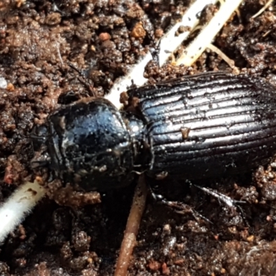 Aulacocyclus sp. (genus) (Passalid beetle) at The Pinnacle - 6 Sep 2021 by trevorpreston