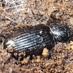 Aulacocyclus sp. (genus) at Weetangera, ACT - 6 Sep 2021