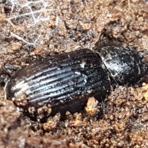 Aulacocyclus sp. (genus) at Weetangera, ACT - 6 Sep 2021