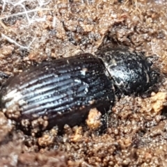 Aulacocyclus sp. (genus) at Weetangera, ACT - 6 Sep 2021