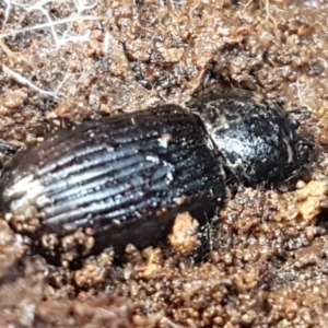 Aulacocyclus sp. (genus) at Weetangera, ACT - 6 Sep 2021