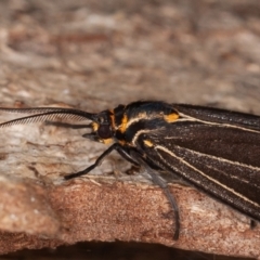 Nyctemera amicus (Senecio Moth, Magpie Moth, Cineraria Moth) at Callum Brae - 5 Sep 2021 by rawshorty