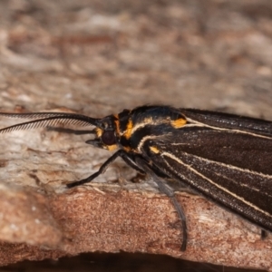 Nyctemera amicus at Symonston, ACT - 6 Sep 2021 08:57 AM