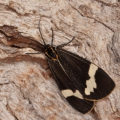 Nyctemera amicus at Symonston, ACT - 6 Sep 2021 08:57 AM