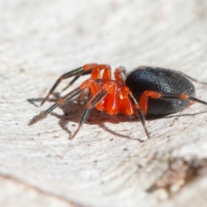 Nicodamidae (family) at Symonston, ACT - 6 Sep 2021 08:44 AM