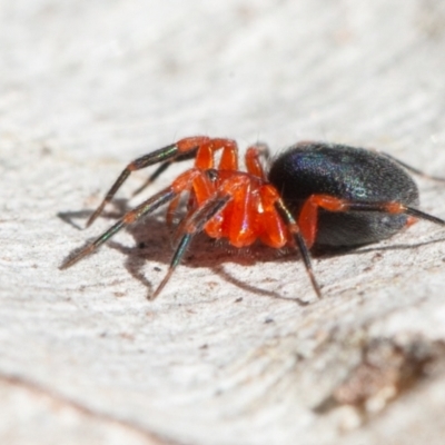 Nicodamidae (family) (Red and Black Spider) at Callum Brae - 5 Sep 2021 by rawshorty