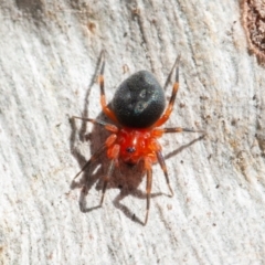 Nicodamidae (family) at Symonston, ACT - 6 Sep 2021 08:44 AM