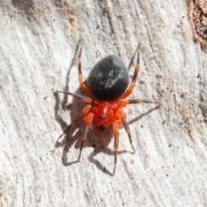 Nicodamidae (family) at Symonston, ACT - 6 Sep 2021 08:44 AM