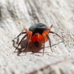 Nicodamidae (family) at Symonston, ACT - 6 Sep 2021 08:44 AM