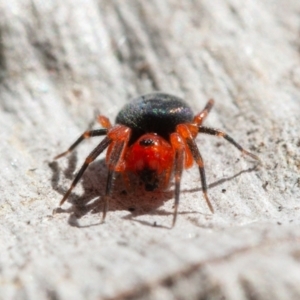 Nicodamidae (family) at Symonston, ACT - 6 Sep 2021 08:44 AM