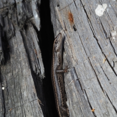 Pseudemoia spenceri (Spencer's Skink) at Lords Hill, NSW - 18 Feb 2021 by Anguscincus