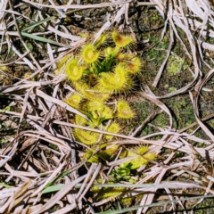 Drosera sp. (A Sundew) at Uriarra Village, ACT - 6 Sep 2021 by jeremyahagan