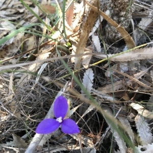 Patersonia sp. at Evans Head, NSW - 6 Sep 2021 12:40 PM