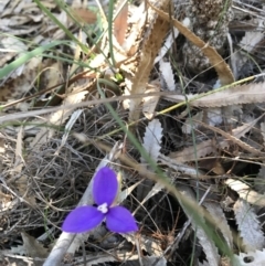 Patersonia sp. at Evans Head, NSW - 6 Sep 2021 by AliClaw