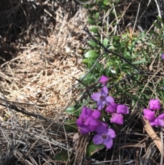 Boronia sp. (A Boronia) at Evans Head, NSW - 6 Sep 2021 by AliClaw