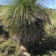Xanthorrhoea sp. (Grass Tree) at Evans Head, NSW - 6 Sep 2021 by AliClaw