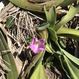 Polymeria calycina at Evans Head, NSW - 6 Sep 2021