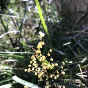 Lomandra sp. at Evans Head, NSW - 6 Sep 2021