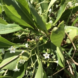 Myoporum boninense subsp. australe at Evans Head, NSW - 6 Sep 2021