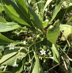 Unidentified Plant (TBC) at Evans Head, NSW - 6 Sep 2021 by AliClaw