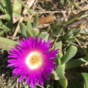 Carpobrotus glaucescens at Evans Head, NSW - 6 Sep 2021