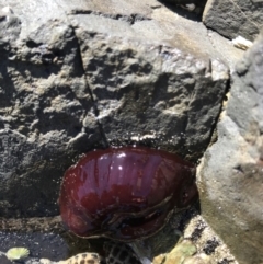 Unidentified Anemone, Coral, Sea Pen at Evans Head, NSW - 6 Sep 2021 by AliClaw