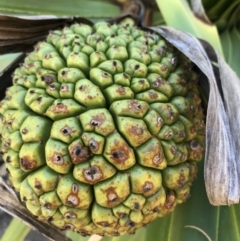 Pandanus tectorius (Pandanus, Screw Pine) at Evans Head, NSW - 6 Sep 2021 by AliClaw