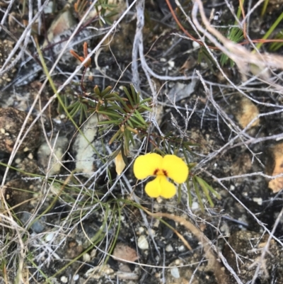 Gompholobium pinnatum (Pinnate Wedge-Pea) at Evans Head, NSW - 6 Sep 2021 by AliClaw