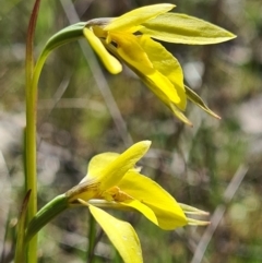 Diuris chryseopsis (Golden Moth) at Denman Prospect, ACT - 6 Sep 2021 by AaronClausen