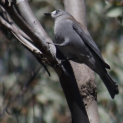 Colluricincla harmonica (Grey Shrikethrush) at Gundaroo, NSW - 6 Sep 2021 by Gunyijan